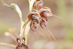 Pterostylis cheraphila