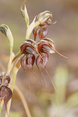 Pterostylis cheraphila