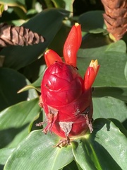 Costus woodsonii