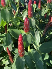 Costus woodsonii