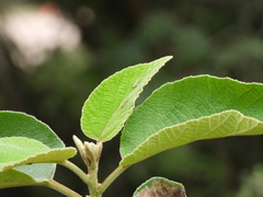 Graphogonalia evagorata