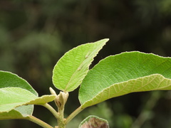 Graphogonalia evagorata