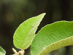 Graphogonalia evagorata