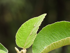 Graphogonalia evagorata