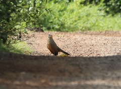 Taccocua leschenaultii