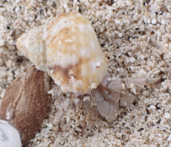Coenobita scaevola