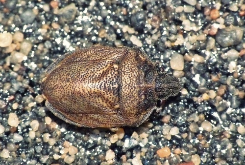 European Turtle-bug, photo 2 of 10
