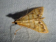 Pagyda lustralis