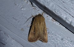 Ichneutica phaula