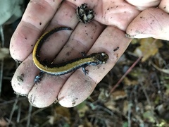 Plethodon idahoensis