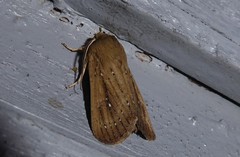 Ichneutica phaula
