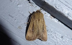 Ichneutica phaula