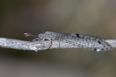 Bandidus canifrons