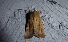 Ichneutica phaula