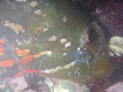 Hexagrammos lagocephalus