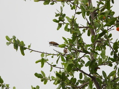 Lampetis cupreopunctata