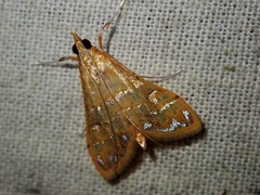 Pagyda lustralis