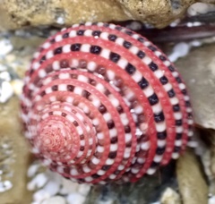 Clanculus pharaonius