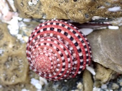 Clanculus pharaonius