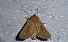 Ichneutica phaula