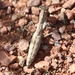 Obscure Ground Mantis - Photo (c) Sam Hough, some rights reserved (CC BY-NC), uploaded by Sam Hough