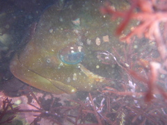 Hexagrammos lagocephalus
