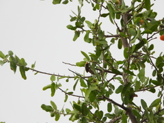 Lampetis cupreopunctata