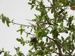 Lampetis cupreopunctata