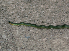 Erythrolamprus epinephalus albiventris