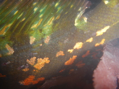 Hexagrammos lagocephalus