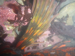 Hexagrammos lagocephalus