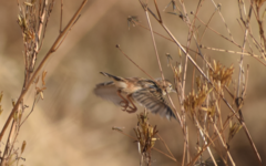 Cisticola aridulus