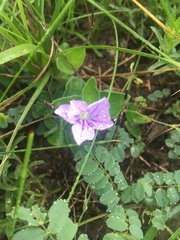 Ruellia cordata