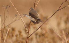 Cisticola aridulus