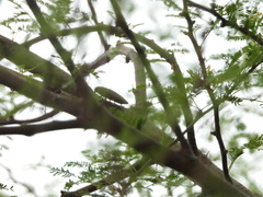 Lampetis cupreopunctata