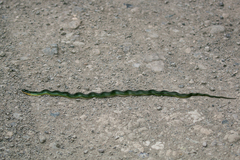 Erythrolamprus epinephalus albiventris