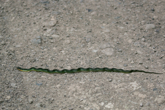 Erythrolamprus epinephalus albiventris