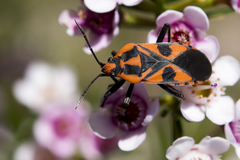 Spilostethus pacificus