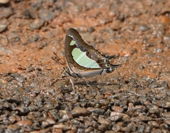 Polyura agraria