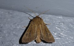 Ichneutica phaula