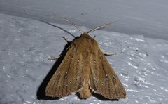 Ichneutica phaula