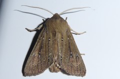 Ichneutica phaula