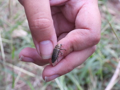 Lampetis cupreopunctata