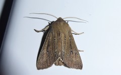 Ichneutica phaula