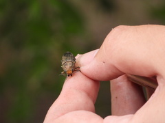 Lampetis cupreopunctata