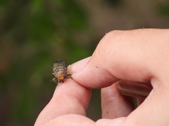 Lampetis cupreopunctata