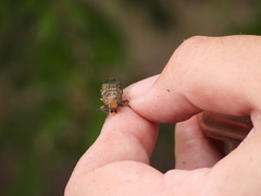 Lampetis cupreopunctata