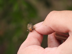 Lampetis cupreopunctata