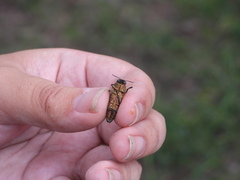 Lampetis cupreopunctata