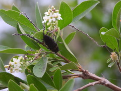 Lampetis cupreopunctata